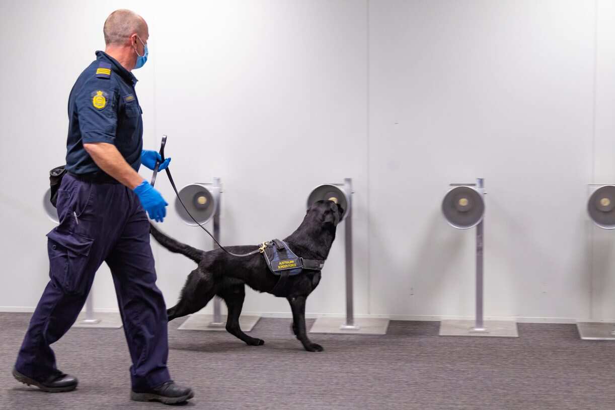 ABF DETECTOR DOG