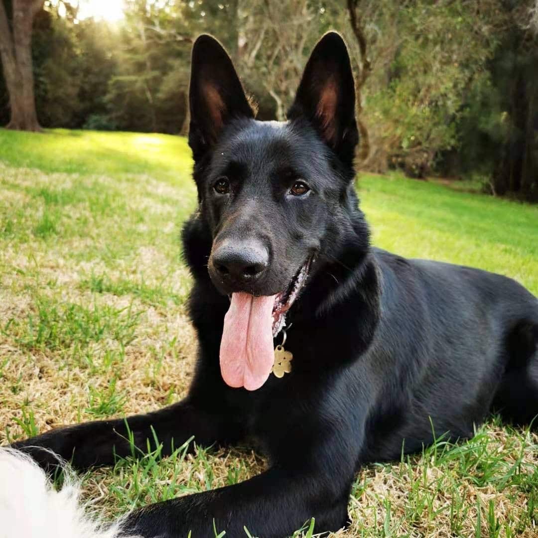 Robin's beloved dog Caesar