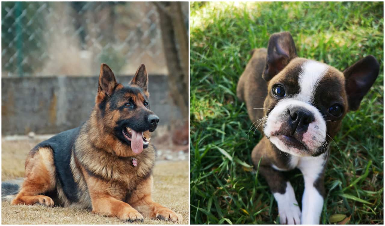 german shepherd, boston terrier