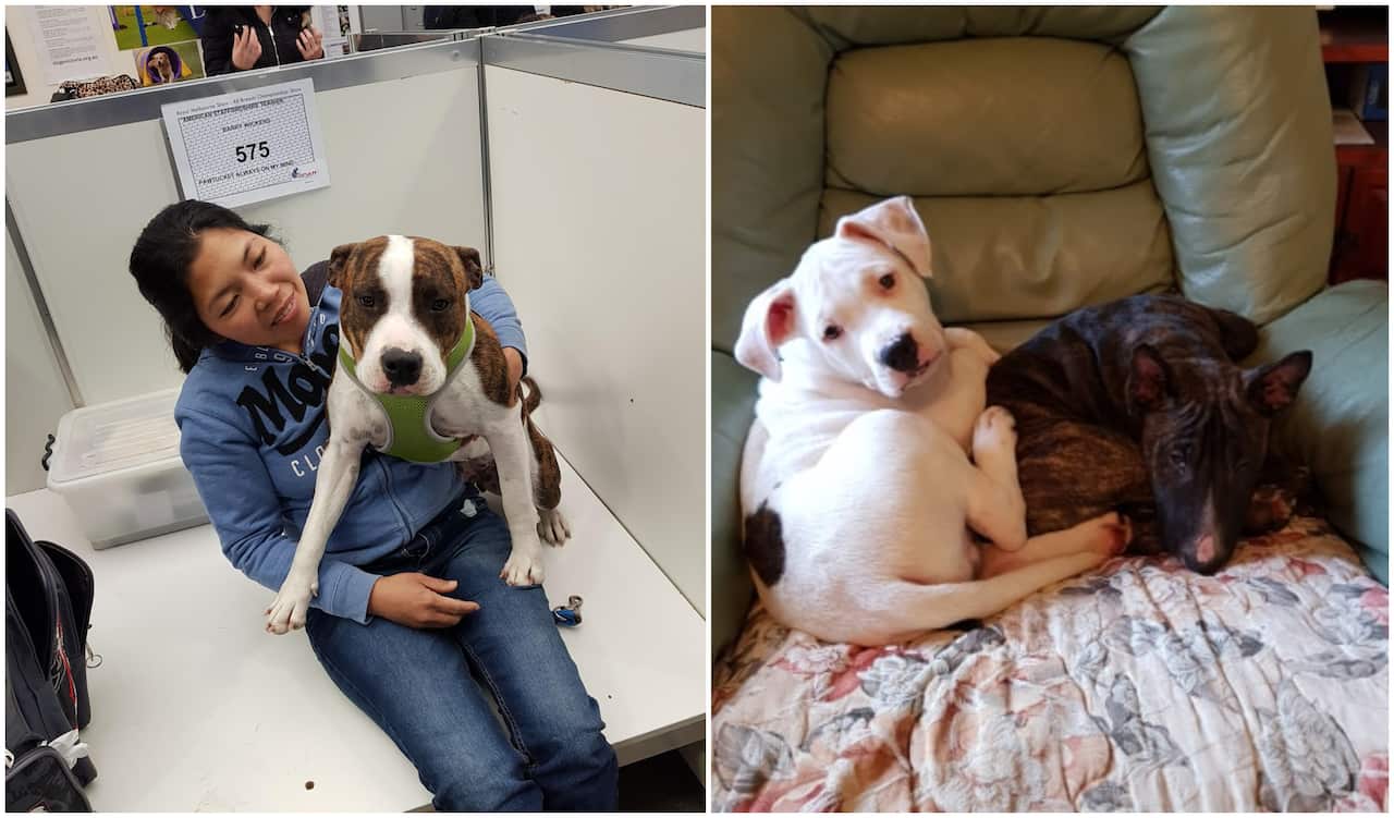 amstaff, american staffordshire terrier