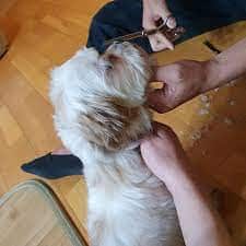 Can I give my dog a haircut myself?