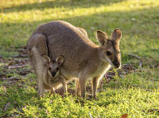 The Kangaroo is Australia's most iconic animal