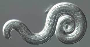Angiostrongylus cantonensis