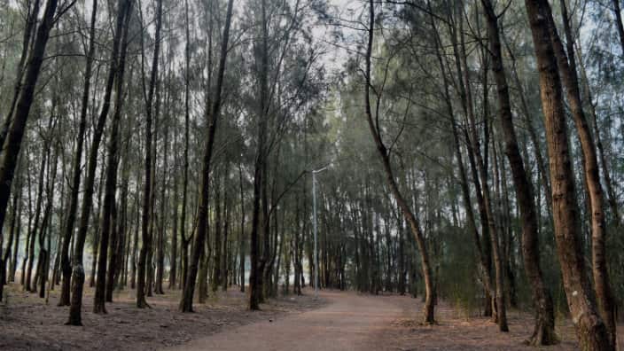 Tall trees at the Woodcroft park