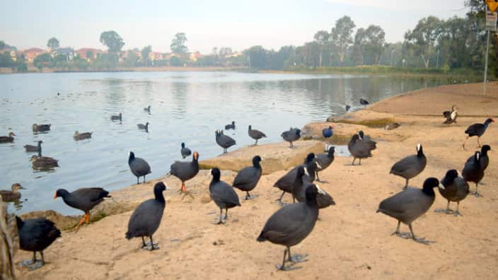 Various birds nestling around Woodcroft Lake