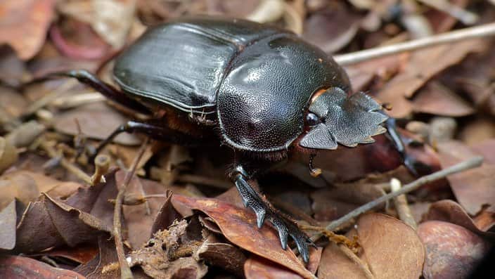Dung beetle