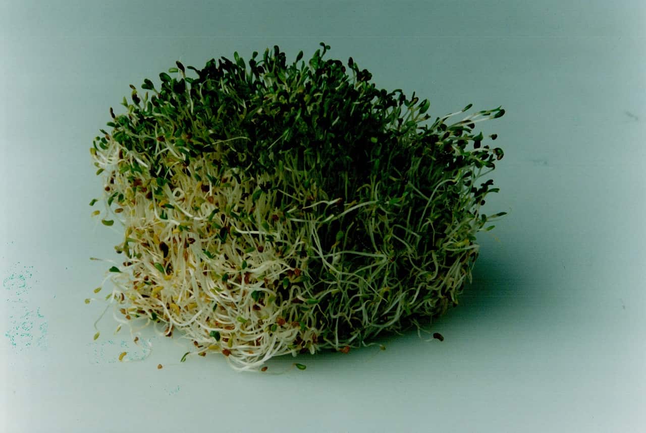 Alfalfa Sprouts