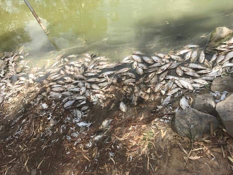 Some fish that have died in the Darling River in far western NSW