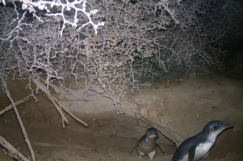 penguins in a wombat burrow on wedge island