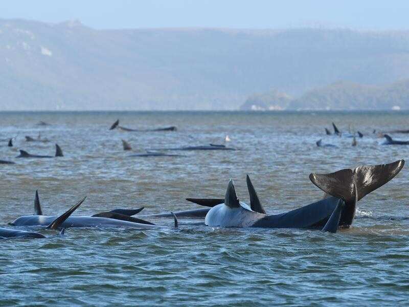 A pod of whales, believed to be pilot whales