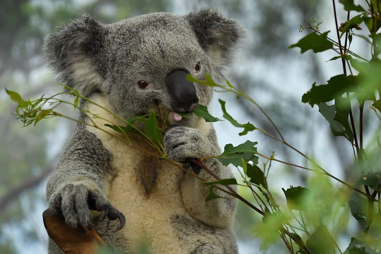 Male koala Alfie eats leaves at WILD LIFE Sydney Zoo in Sydney, Wednesday, July 8, 2020. (AAP Image/Joel Carrett) NO ARCHIVING
