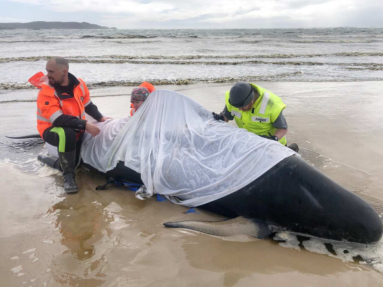 A huge rescue mission to save some 270 pilot whales stranded off Tasmania's remote west coast is underway.