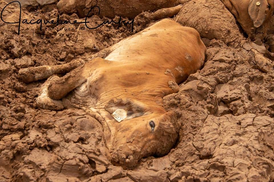 Thousands of cattle have died during flooding in north Queensland.