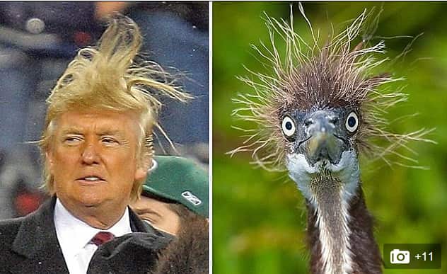 trump hair