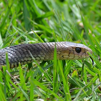 Many of these species are common throughout residential and commercial properties alike,