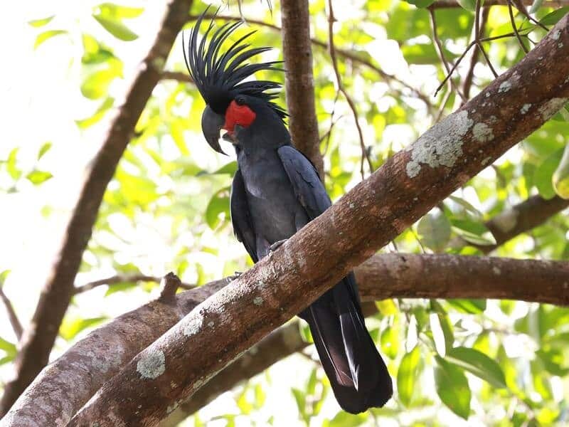 A Palm Cockatoo