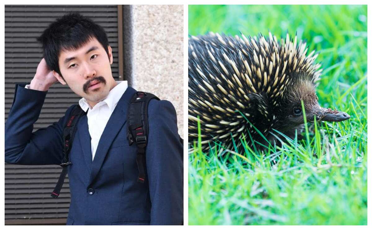 Chinese student faces court for killing echidna
