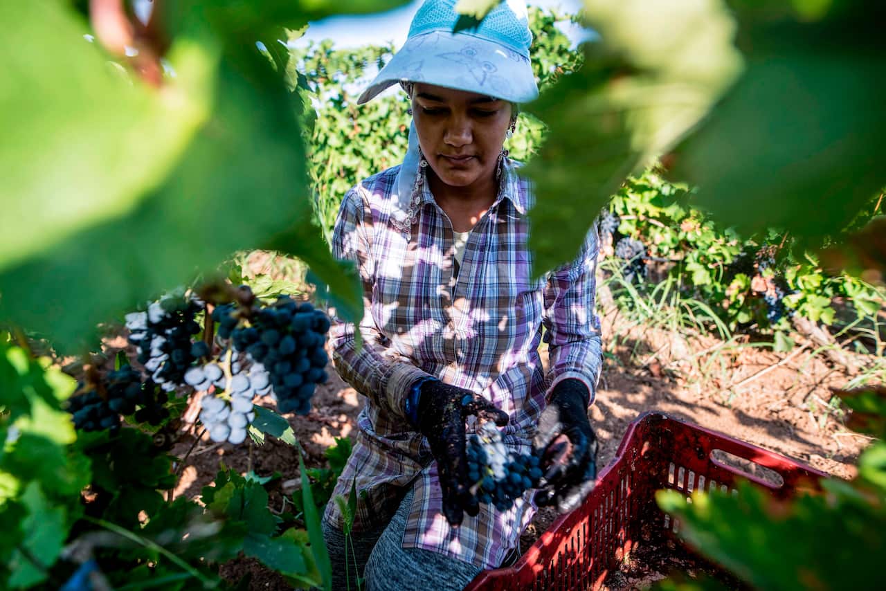 The government wants to increase the cap on the number of working holiday makers.