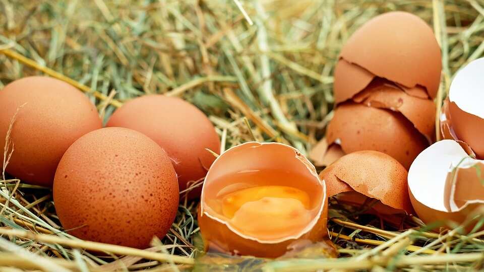 Free range eggs vs caged eggs – What’s the Difference Nutritionally?