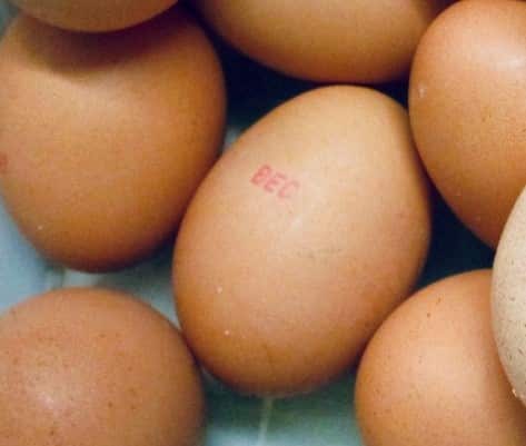 Salmonella warning - check your eggs [Food news NSW]