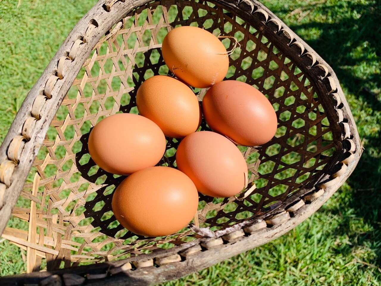Free Range Eggs