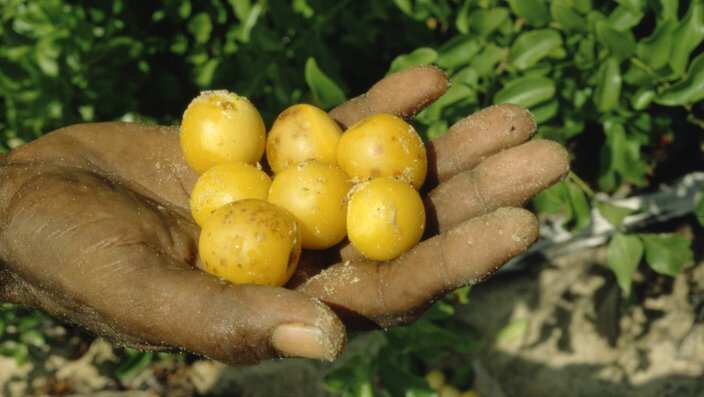 Eeley fruit or Yellow plum, Ximenia americana