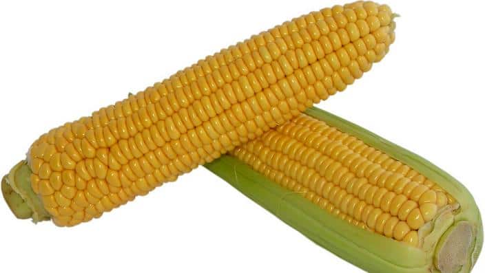 Corn