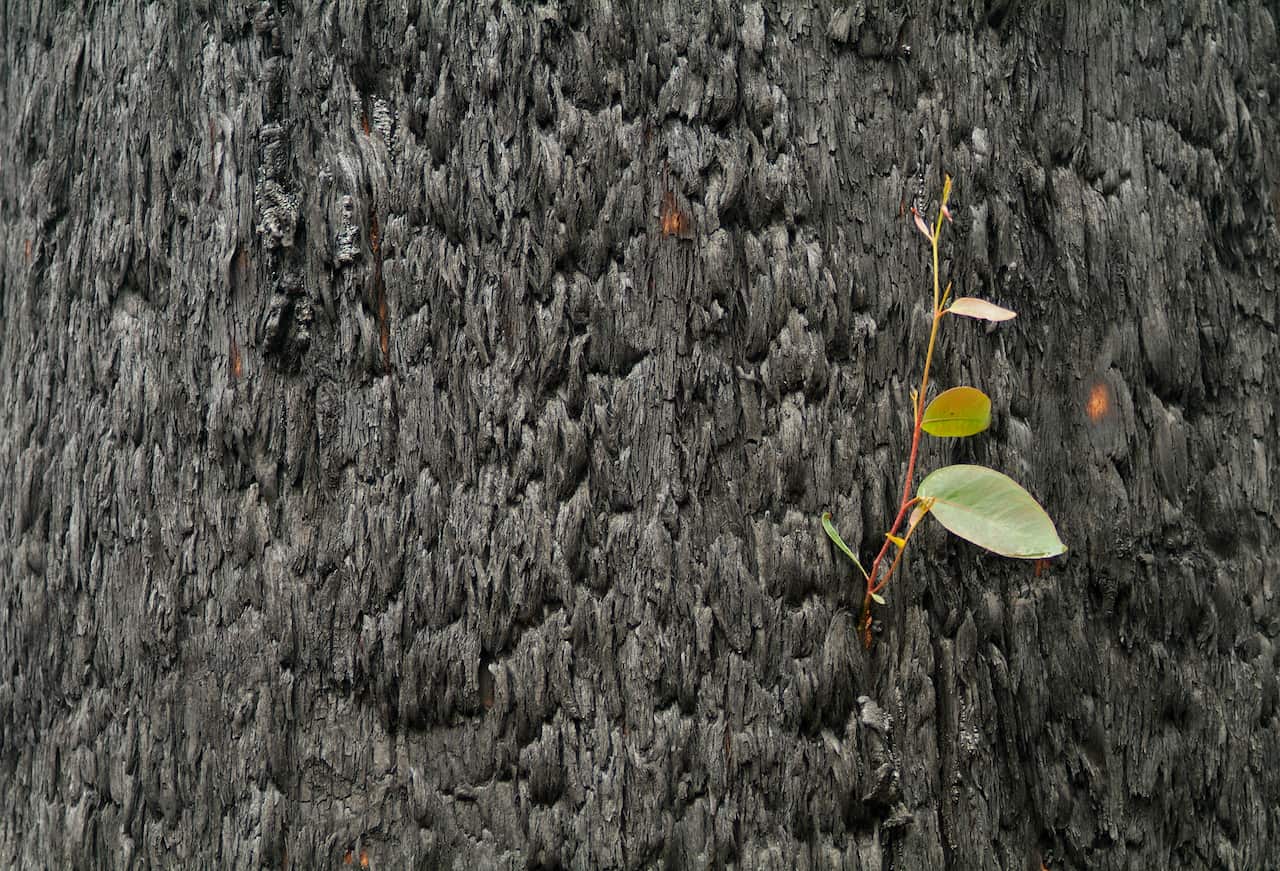 Leaves sprout from living tissue under the blackened bark of a burnt tree months after fire.