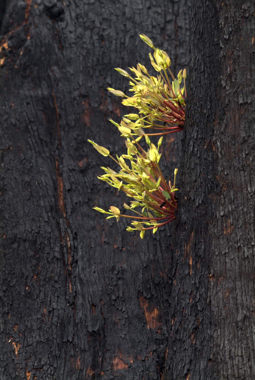 Leaves sprout from living tissue under the blackened bark of a burnt tree months after fire.