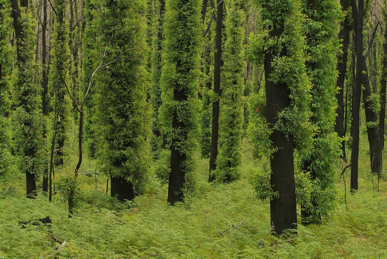 Many eucalyptus tree species survive fire with living tissue protected under the bark.