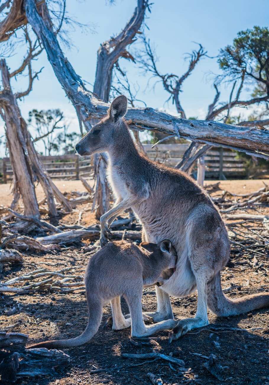 First Nepalese photo Contest  Australia, Kangaroo and Joey