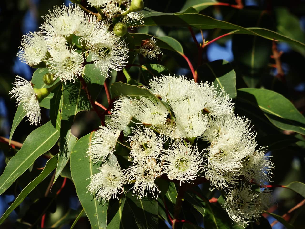 Eucalyptus Flower Australian Eucalyptus