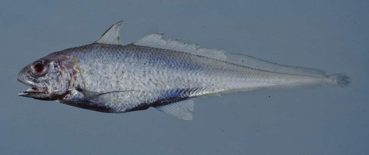 Smallfin Eucla Cod (Euclichthys microdorsalis)