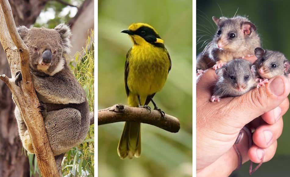Australia’s animal extinction crisis 