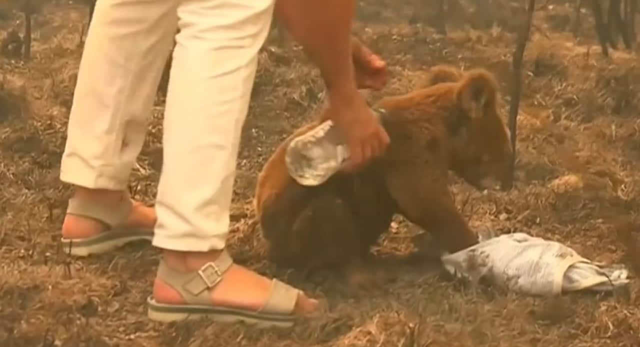 Toni Doherty pours water on the koala.