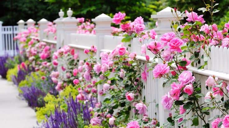 Sơn lại hàng rào