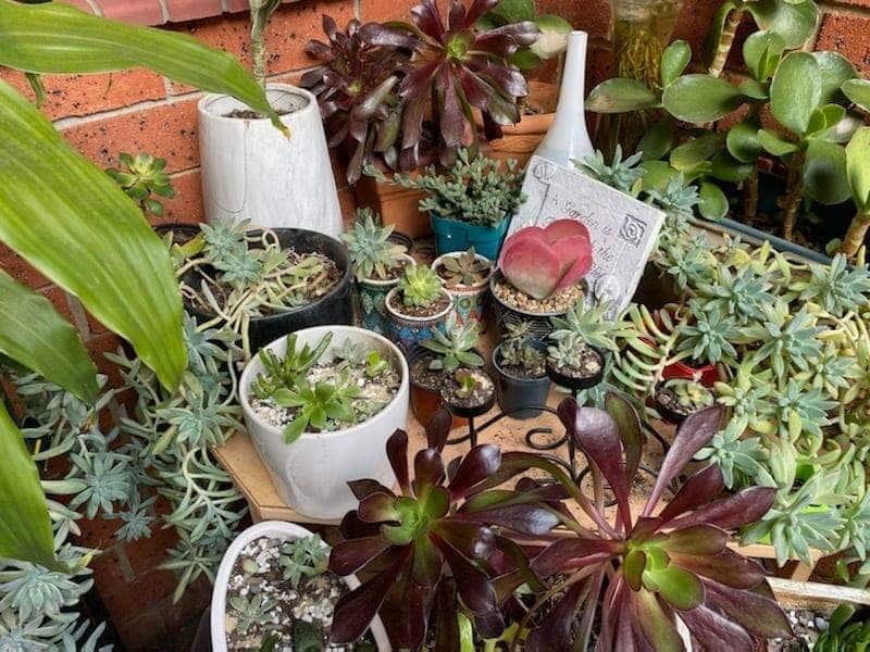 Succulent collection of Kartz wife.