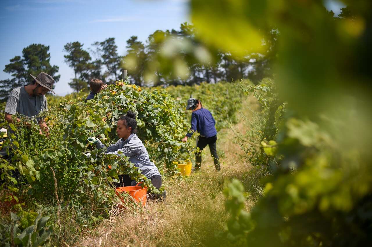 Seasonal workers pick Riesling grapes at Surveyor's Hill vineyard outside Canberra.
