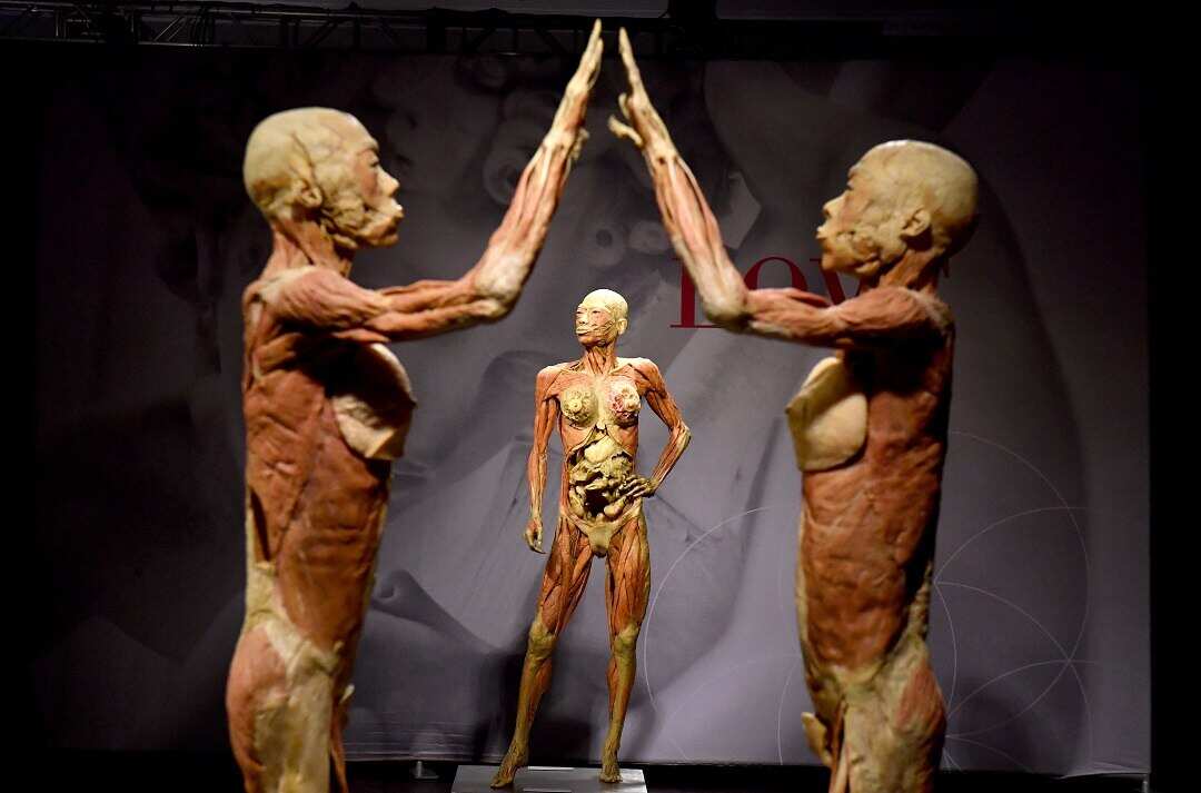 Organisers of the Real Bodies, The Exhibition say specimens are "unclaimed bodies" from China.