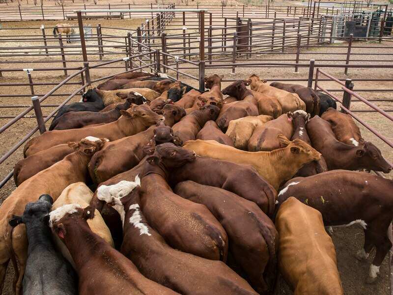 Australian cattle destined for live export