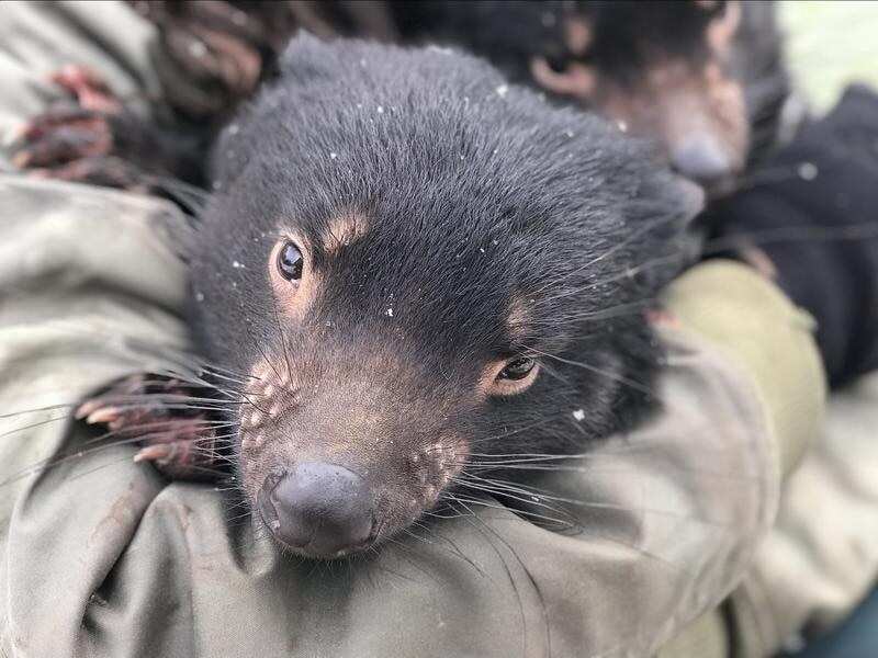 Supplied image of a Tasmanian Devil