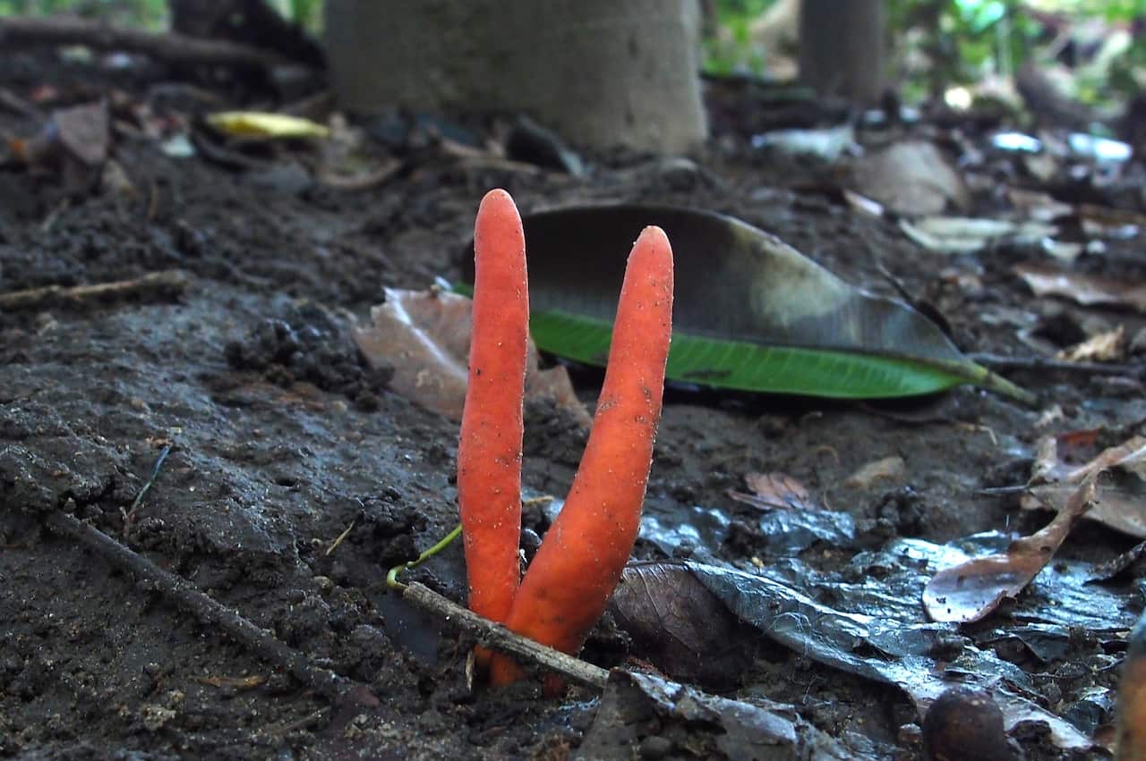 People are warned not to touch the poison fire coral which has been detected growing in Australia for the first time. 