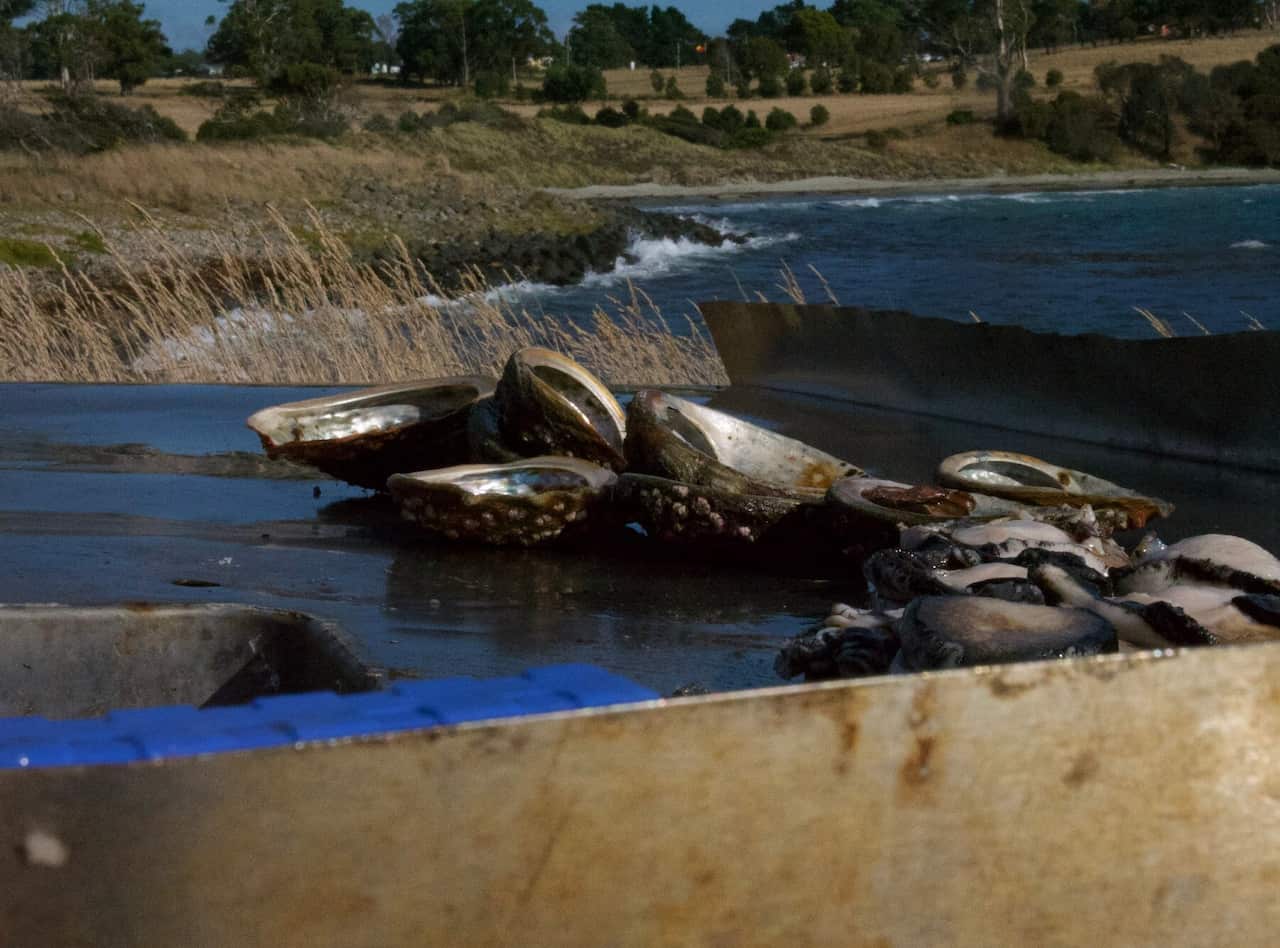 Abalone in Tasmania
