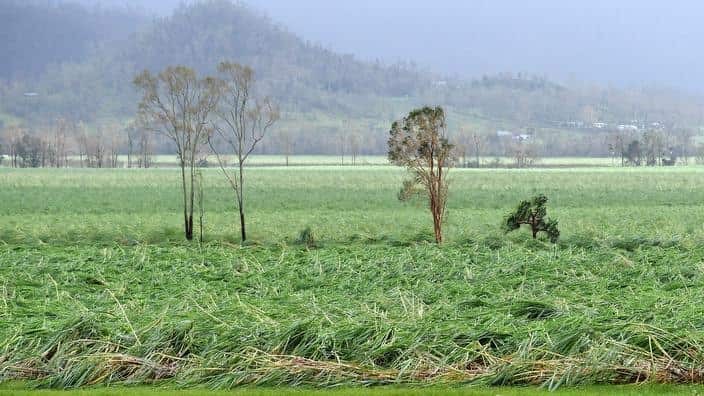 Damaged sugar cane between Proserpine and Airlie Beach.