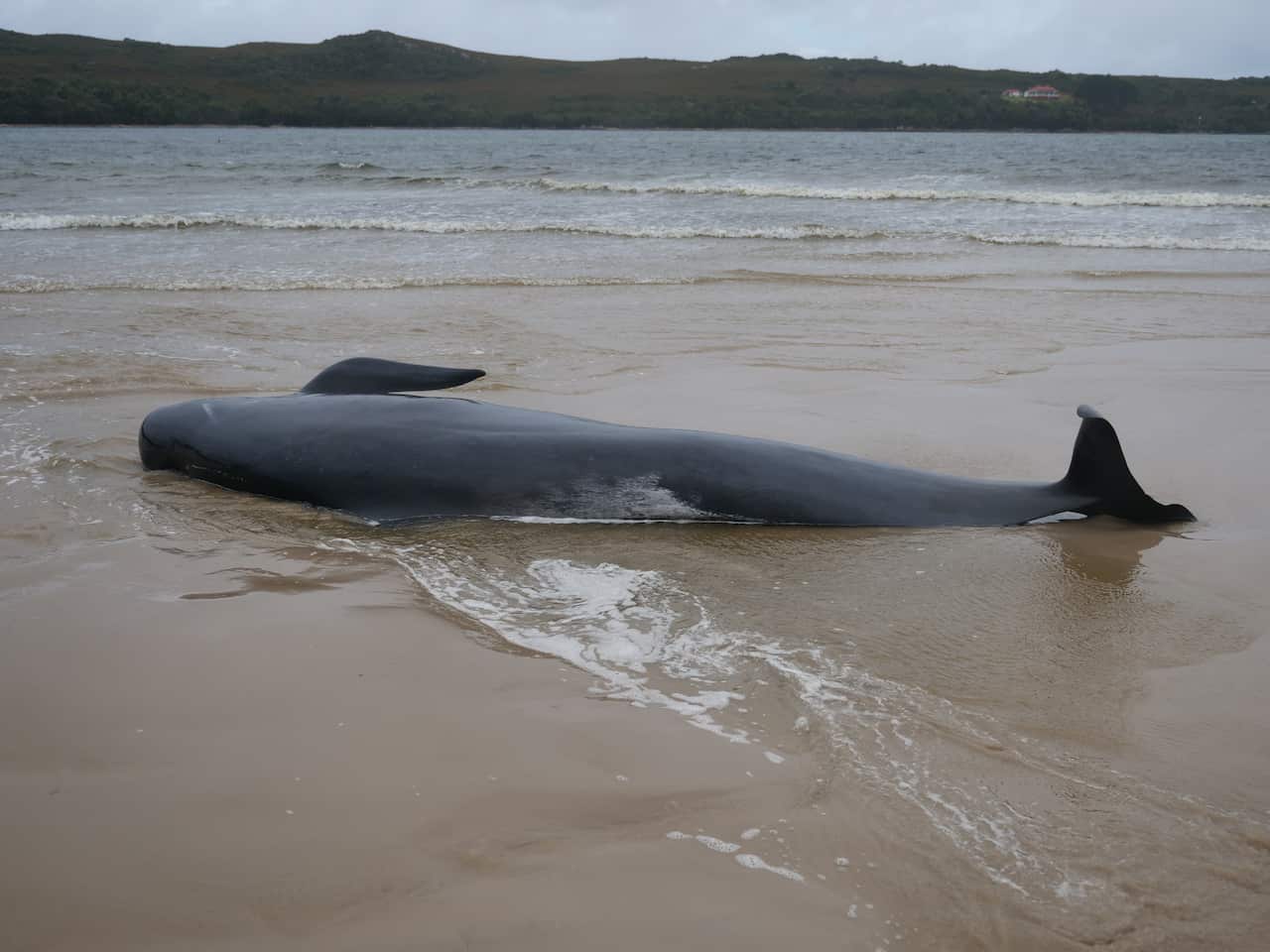 Authorities are racing to save a pod of whales stranded in Tasmania.