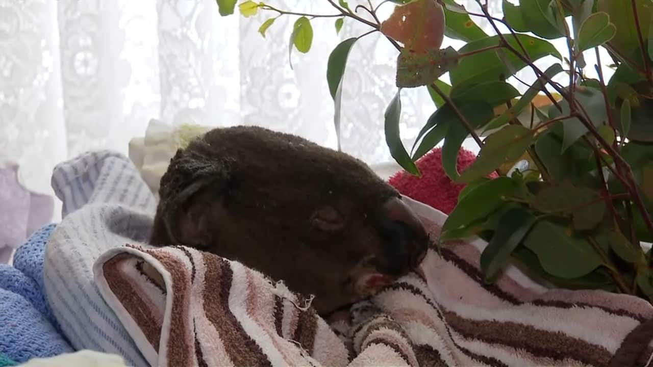 An injured koala rests