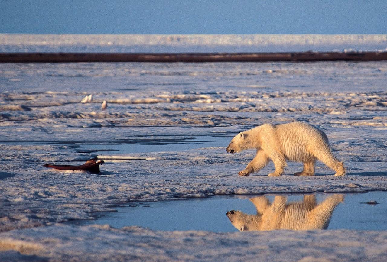A polar bear in the Arctic National Wildlife Refuge in Alaska.