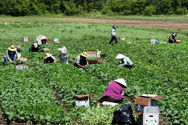 Farm worker in Victoria