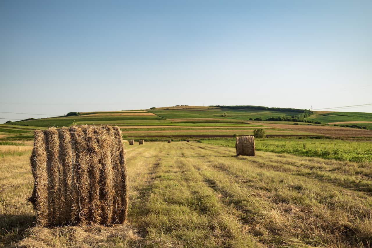 Farm