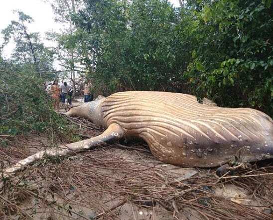 A humpback whale was found in the Amazon rainforest.